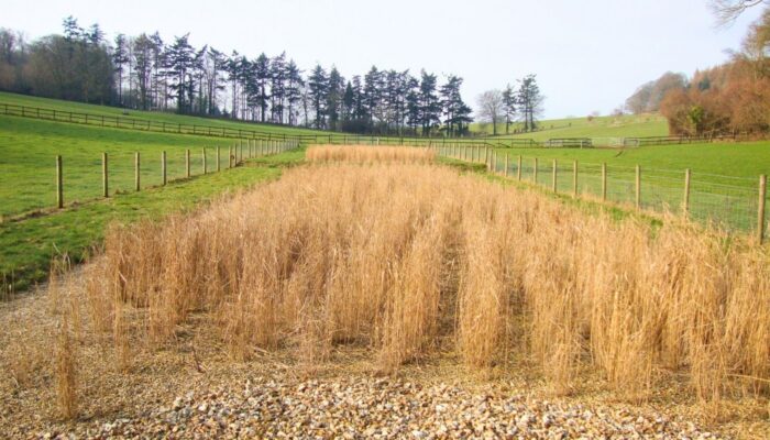 WCI-Consulting-Engineers-Wastewater-Treatment-Commercial-Education-Reedbed