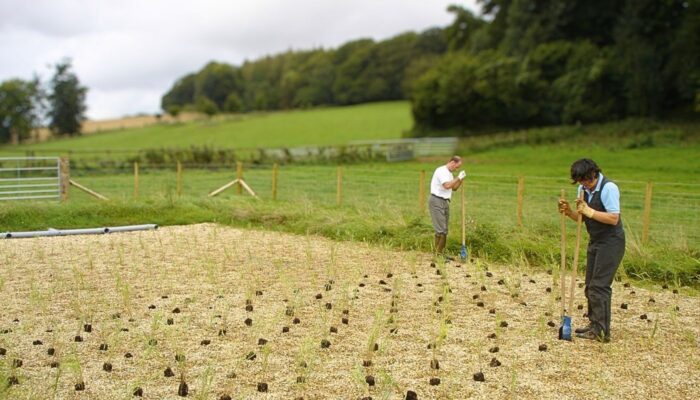 WCI-Consulting-Engineers-Wastewater-Treatment-Commercial-Education-Reedbed-Install