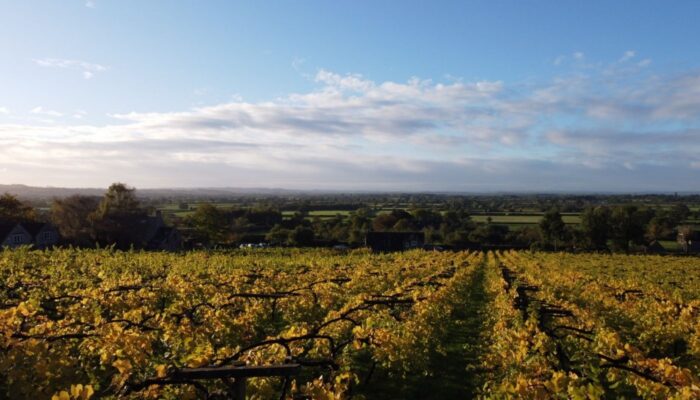 Commissioning and Ongoing Management for a Growing Somerset Vineyard