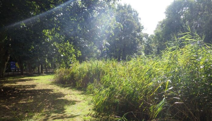 Ongoing Maintenance of a Tertiary Reedbed System at a Devon Visitor Destination