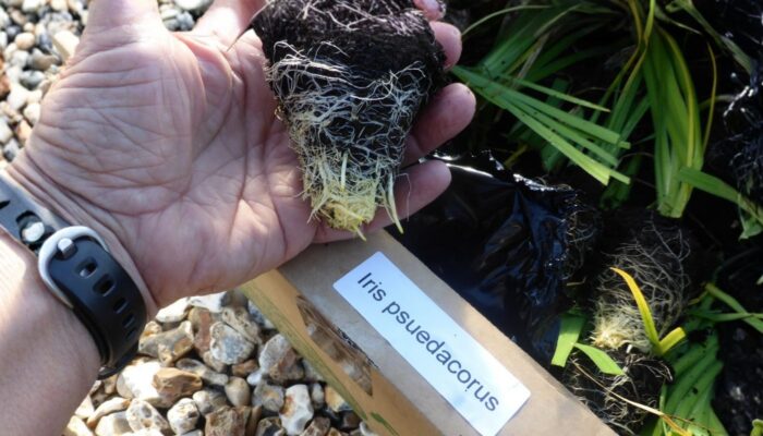 Duplex Reed Bed and Stormwater Bypass for a Six-Bedroom Property